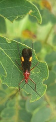 Graptocleptes bicolor
