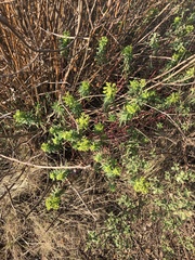 Euphorbia esuliformis