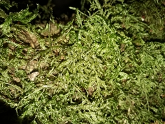 Camptochaete arbuscula