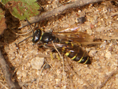 Aphilanthops frigidus