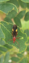 Graptocleptes bicolor