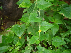 Cucumis sativus