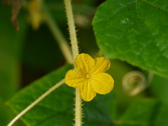 Cucumis sativus