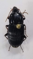 Pterostichus permundus