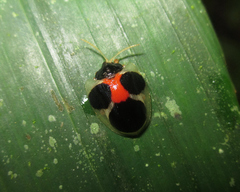 Spilophora aequatoriensis
