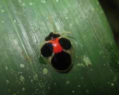 Spilophora aequatoriensis
