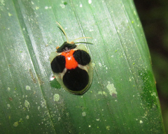 Spilophora aequatoriensis