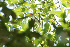 Acrocephalus orientalis
