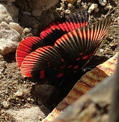 Lyropteryx lyra