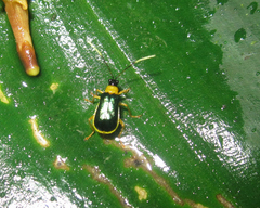 Paratriarius