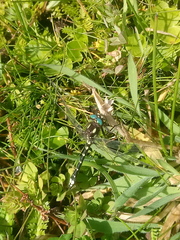 Gomphomacromia paradoxa