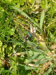 Gomphomacromia paradoxa