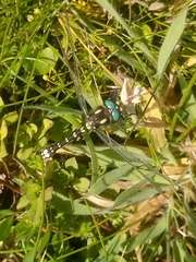 Gomphomacromia paradoxa