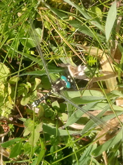 Gomphomacromia paradoxa