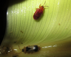 Cephaloleia dilaticollis