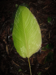 Goeppertia laetevirens