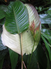 Goeppertia laetevirens