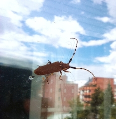 Agapanthia annularis