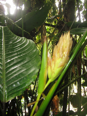 Goeppertia laetevirens