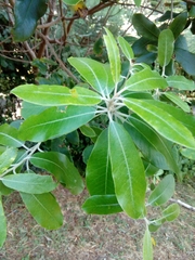 Pittosporum ralphii