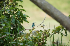 Alcedo coerulescens