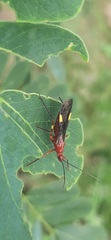 Graptocleptes bicolor