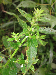 Hygrophila costata