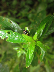 Hygrophila costata
