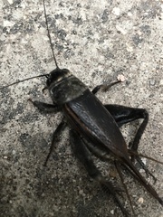 Gryllus texensis