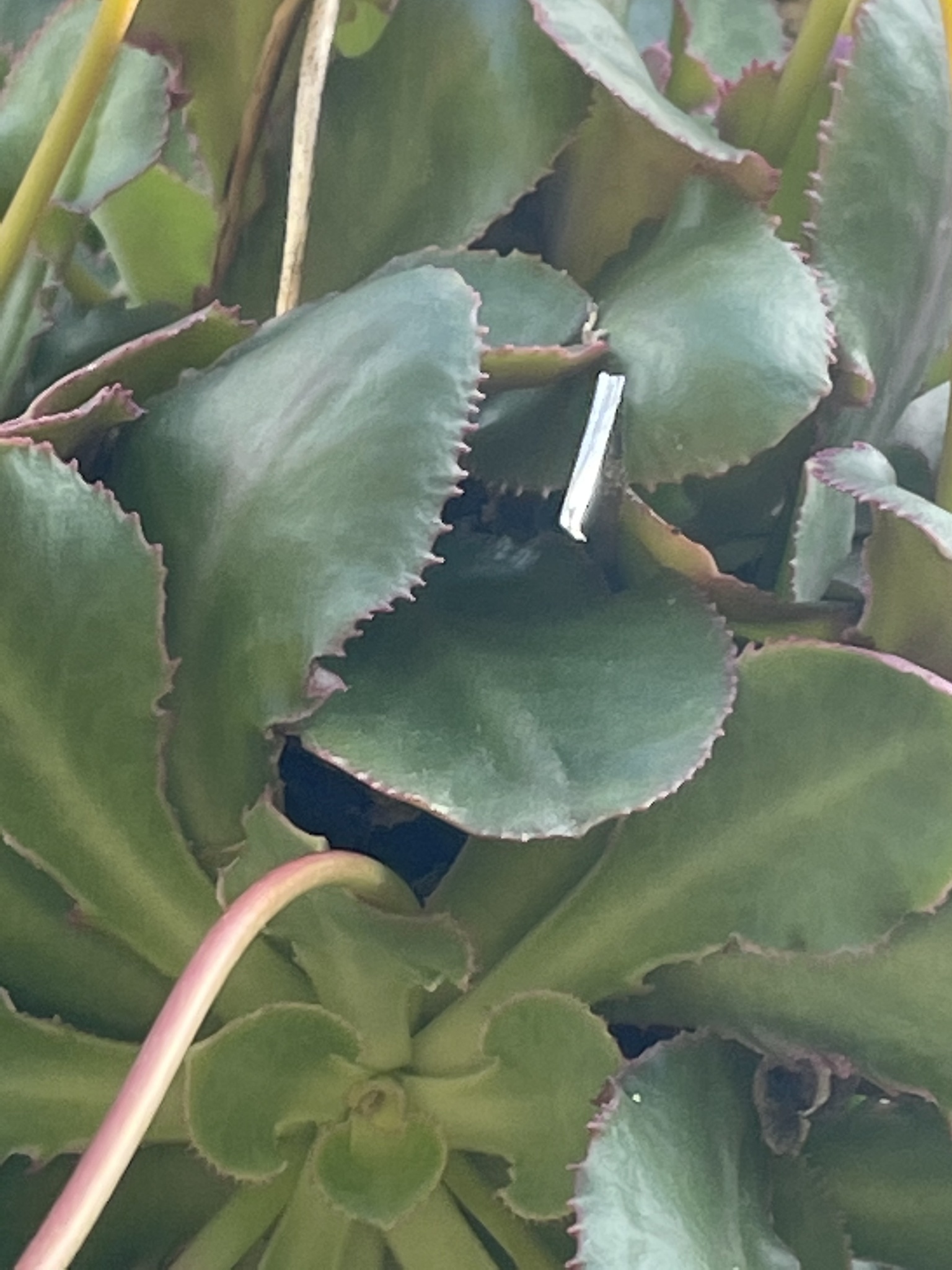 Lewisia cotyledon var. heckneri