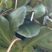 Lewisia cotyledon heckneri - Photo (c) winter_wren, alguns direitos reservados (CC BY-NC)