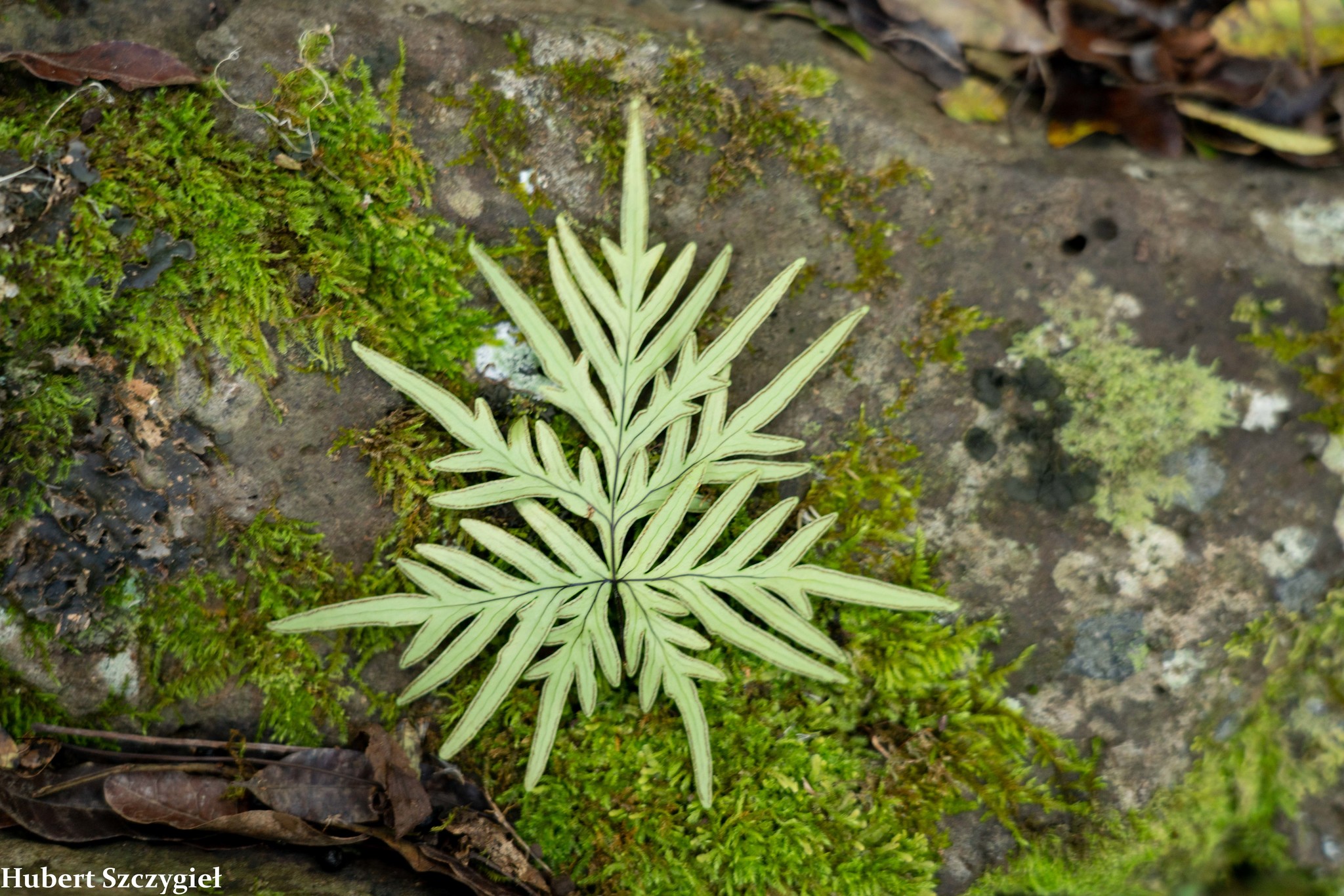Doryopteris decipiens