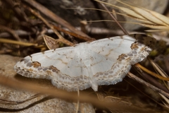 Scopula decorata