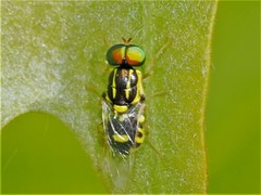 Oxycera variegata