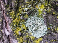 Flavoparmelia soredians