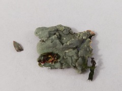 Flavoparmelia soredians