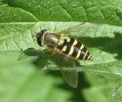 Syrphus vitripennis