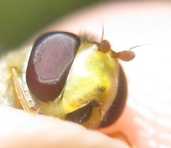 Syrphus vitripennis