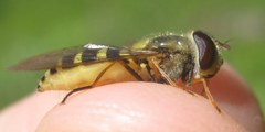 Syrphus vitripennis