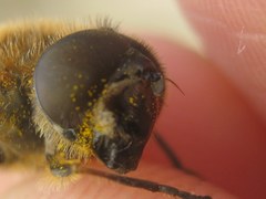 Eristalis similis
