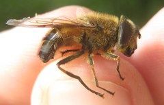 Eristalis similis