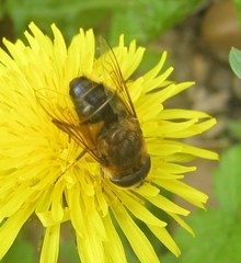 Eristalis similis
