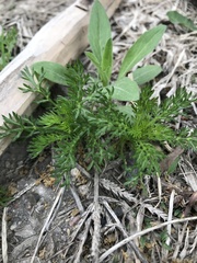 Matricaria discoidea