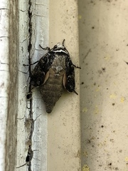 Allotria