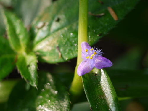 Creeping cradle plant (Cyanotis axillaris)