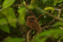 Batrachostomus cornutus