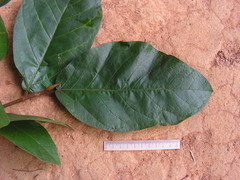 Ficus gomelleira