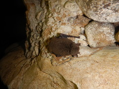 Hairy-Legged Myotis photo 2
