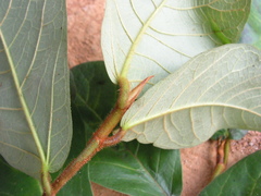 Ficus gomelleira