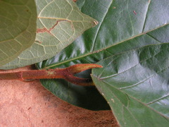 Ficus gomelleira